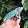 http://adorablereptiles.com/product/blue-iguana-for-sale/