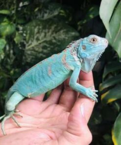 https://adorablereptiles.com/product/blue-iguana-for-sale/