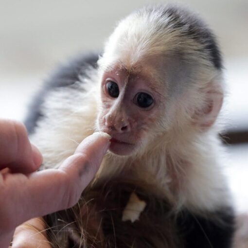 http://adorablereptiles.com/product/texas-monkey-for-sale/