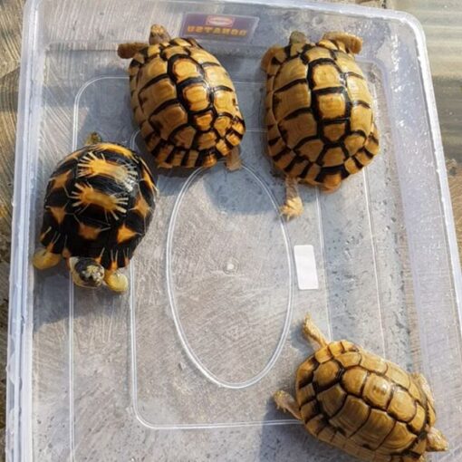 http://adorablereptiles.com/product/egyptian-tortoise-for-sale/