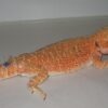 https://adorablereptiles.com/product/german-giant-bearded-dragon-for-sale/