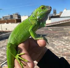https://adorablereptiles.com/product/green-iguana-for-sale/