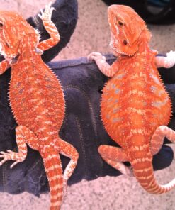 https://adorablereptiles.com/product/red-bearded-dragon-for-sale/