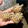 http://adorablereptiles.com/product/russian-tortoise-for-sale/