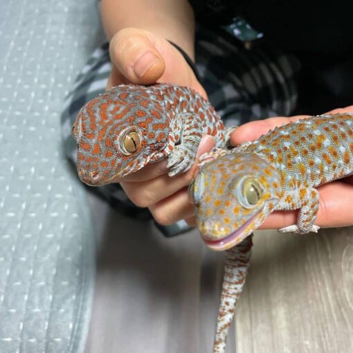http://adorablereptiles.com/product/tokay-gecko-for-sale/