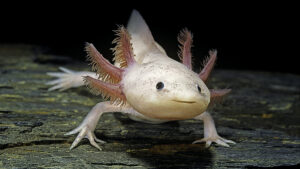 http://adorablereptiles.com/product/axolotl-for-sale-near-me/