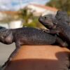 http://adorablereptiles.com/product/black-bearded-dragon-for-sale/