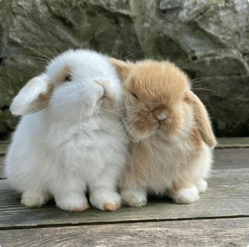 http://adorablereptiles.com/product/baby-bunnies-for-sale-near-me/