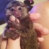 https://adorablereptiles.com/product/finger-monkeys-for-sale/