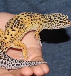 https://adorablereptiles.com/product/leopard-gecko-for-sale/