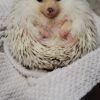 https://adorablereptiles.com/product/hedgehogs-for-sale/