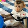 https://adorablereptiles.com/product-category/monkey-for-sale/