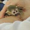 http://adorablereptiles.com/product/squirrel-monkey-for-sale/