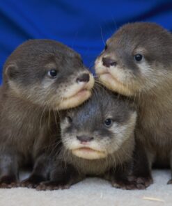 https://adorablereptiles.com/product/otters-for-sale/