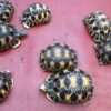 https://adorablereptiles.com/product/radiated-tortoise-for-sale/