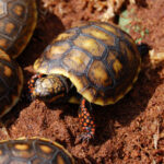 http://adorablereptiles.com/product/red-footed-tortoise-for-sale/