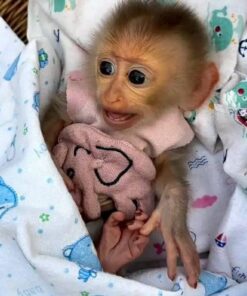 http://adorablereptiles.com/product/spider-monkey-for-sale/