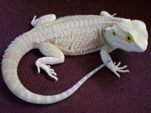 http://adorablereptiles.com/product/white-bearded-dragon-for-sale/