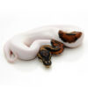 https://adorablereptiles.com/product/pied-ball-python-for-sale/