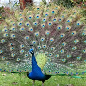 http://adorablereptiles.com/product/peacock-for-sale/