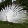 http://adorablereptiles.com/product/peacocks-for-sale/