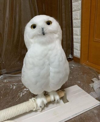http://adorablereptiles.com/product/owls-for-sale/