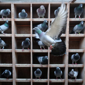 http://adorablereptiles.com/product/racing-pigeons-for-sale/