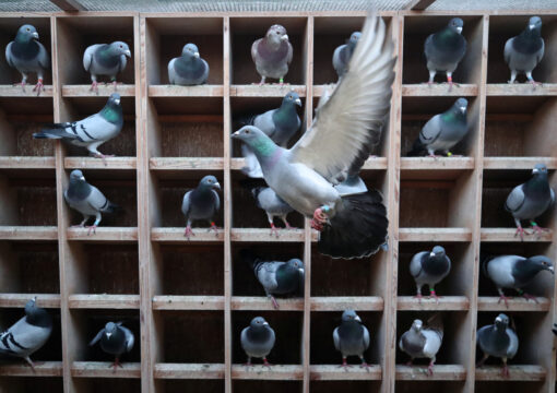 https://adorablereptiles.com/product/racing-pigeons-for-sale/