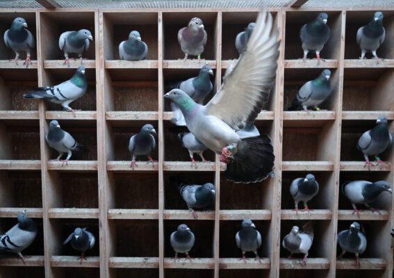 http://adorablereptiles.com/product/racing-pigeons-for-sale/