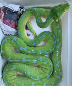 http://adorablereptiles.com/product/green-tree-python-for-sale/
