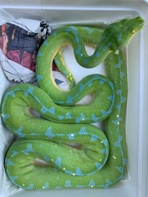 http://adorablereptiles.com/product/green-tree-python-for-sale/