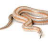 http://adorablereptiles.com/product/rosy-boa-for-sale/
