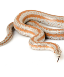 http://adorablereptiles.com/product/rosy-boa-for-sale/