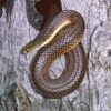 http://adorablereptiles.com/product/king-snake-for-sale-near-me/
