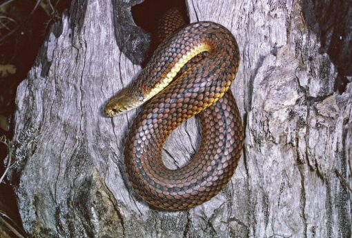 http://adorablereptiles.com/product/king-snake-for-sale-near-me/