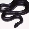 http://adorablereptiles.com/product/mexican-king-snake-for-sale/