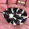 http://adorablereptiles.com/product/california-king-snake-for-sale/
