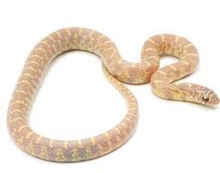 http://adorablereptiles.com/product/florida-king-snake-for-sale/