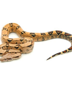 http://adorablereptiles.com/product/colombian-red-tail-boa-for-sale/
