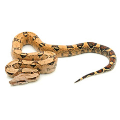 http://adorablereptiles.com/product/colombian-red-tail-boa-for-sale/