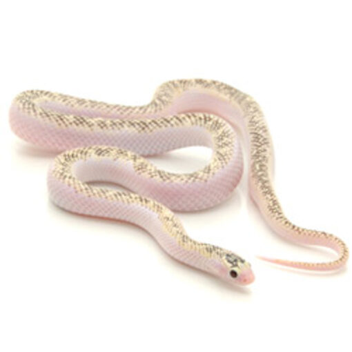 http://adorablereptiles.com/product/speckled-king-snake-for-sale/