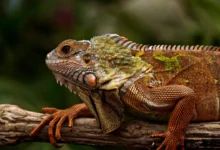 Anatomy Of Reptiles: Unique Adaptations Explained