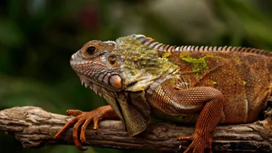 Anatomy Of Reptiles: Unique Adaptations Explained