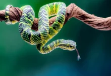 Reptile Behaviour: Ecology, Communication, and Survival