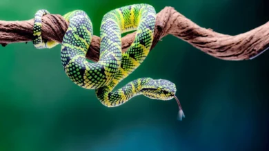 Reptile Behaviour: Ecology, Communication, and Survival