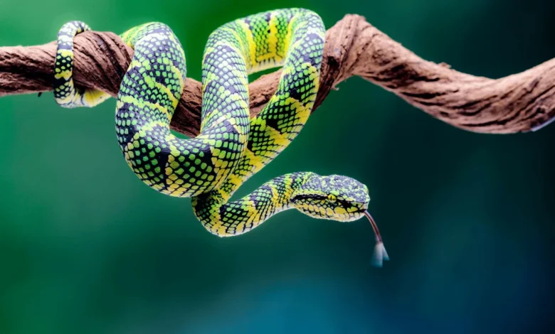 Reptile Behaviour: Ecology, Communication, and Survival