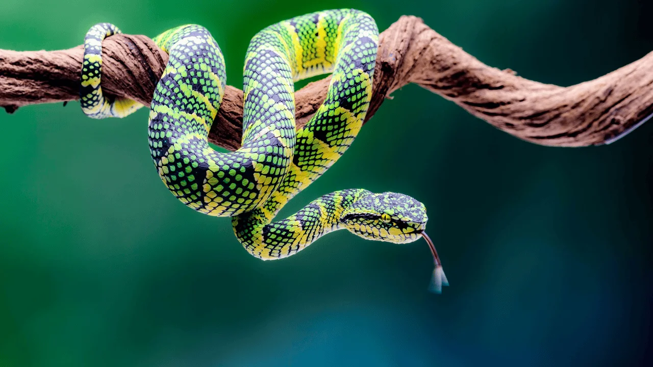 Reptile Behaviour: Ecology, Communication, and Survival