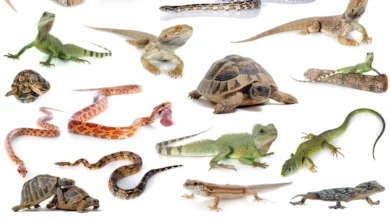 What Are Reptiles?