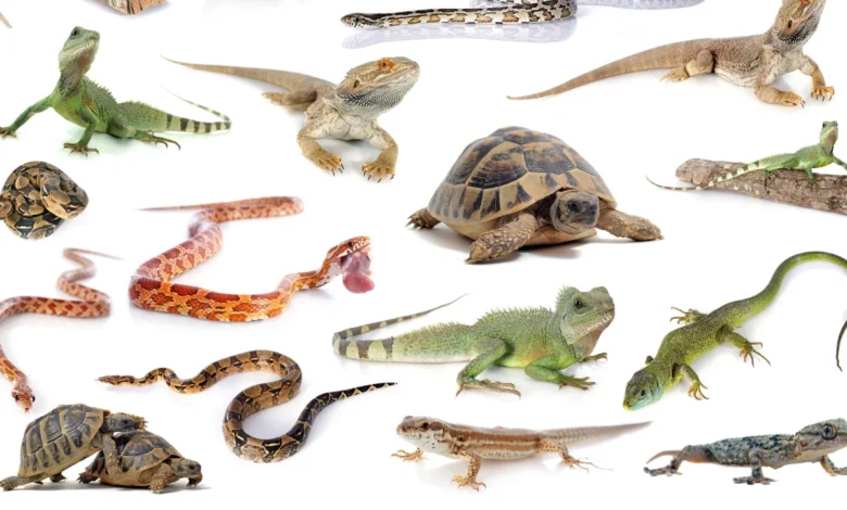 What Are Reptiles?
